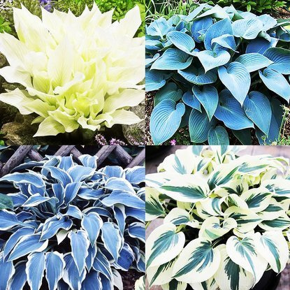  1er-Set Funkia (Hosta) Bestseller 4-tlg