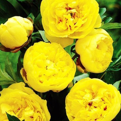 Paeonia (Piwonia) ITOH Yellow Crown