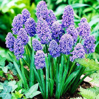 Traubenhyazinthe Muscari Armeniacum Blue Spike 10 st.