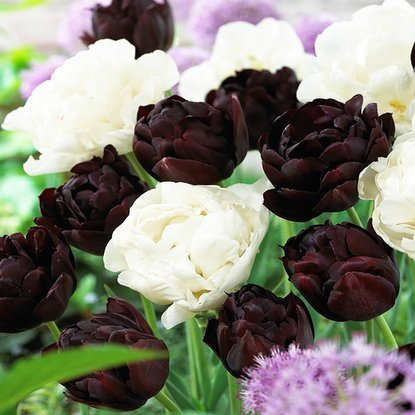 Gefüllte späte Tulpe Black Hero / Mondial 10 st.