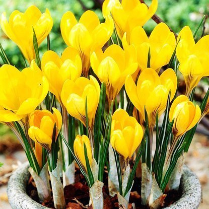 Großblütiges Krokusse Crocus Gelb Golden Yellow 10 st.