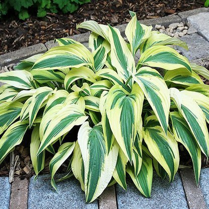 Funkie hosta Lakeside Dragonfly 1 st.