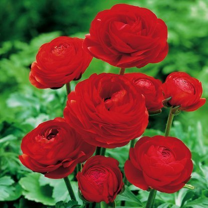 Hahnenfuß Ranunculus Czerwony 5 st.