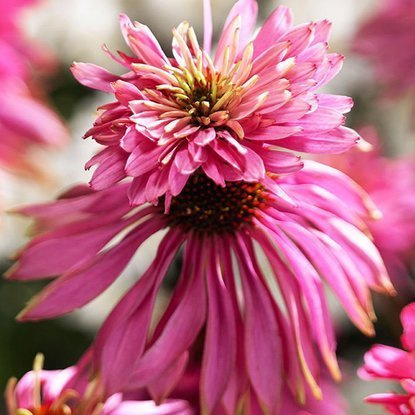 Echinacea Sonnenhut Doubledecker 1 st.