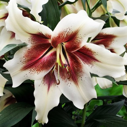 Speziale Lilie Zeba 1 st.