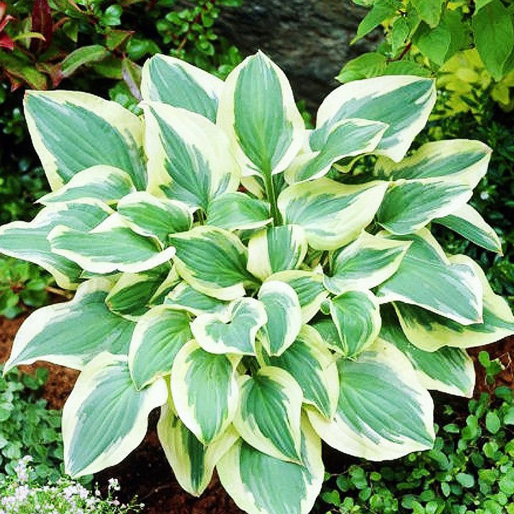 Funkie hosta Pilgrim 1 st.