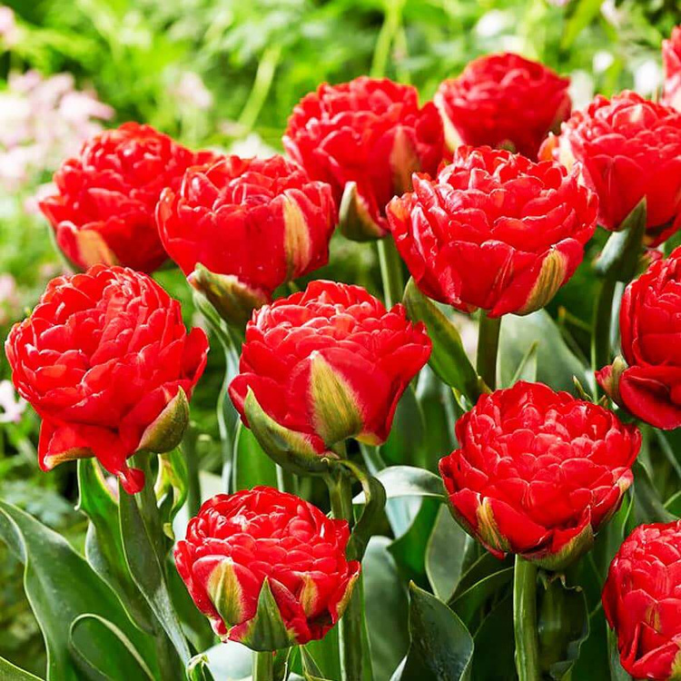 Gefüllte späte Tulpe Pink Star 5 st.