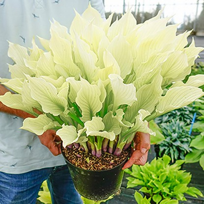 Weiße WOW Funkie hosta White Feather 1 st.