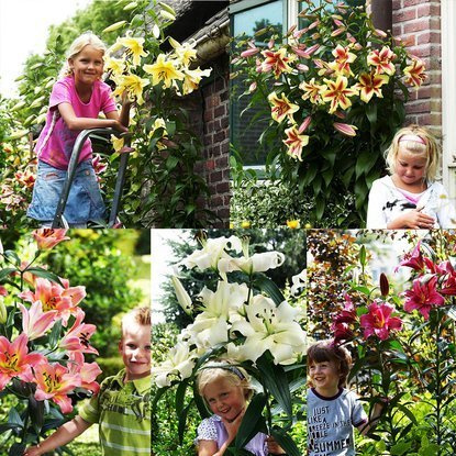 Set 259 LILIUM - Baumlilie 5-tlg.