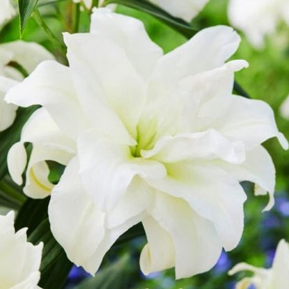 Tree Lilie gefüllte XXL White Eyes 1 st.