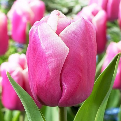 Triumph Tulpe Holland beauty 5 st.