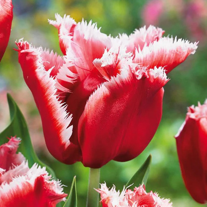 Crispa Tulpe weiß rot 5 st.