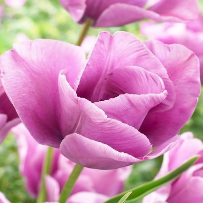 Triumph Tulpe Bleu Aimable 5 st.