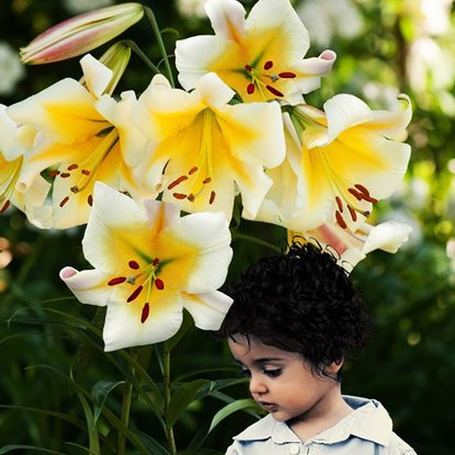 Tree Lilie Miss Peculiar 1 st.