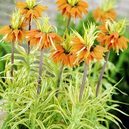 kaiserkrone Gelbbunte Aureomarginata 1 st.