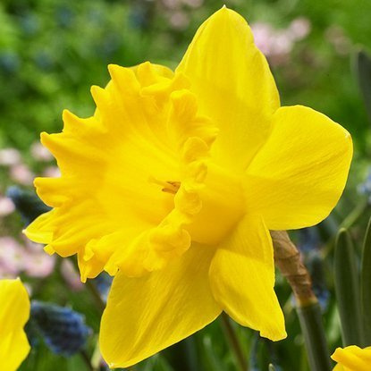 Trompeter Narcissus Dutch Master 5 st.