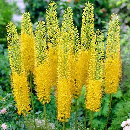 Steppenkerze Eremurus Bungei 1 st.