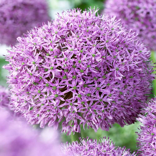 Allium Riesenlauch Gladiator 1 st.