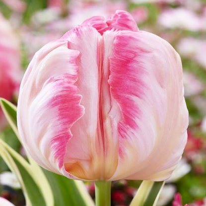 Papageien Tulpe Silver Parrot 5 st.