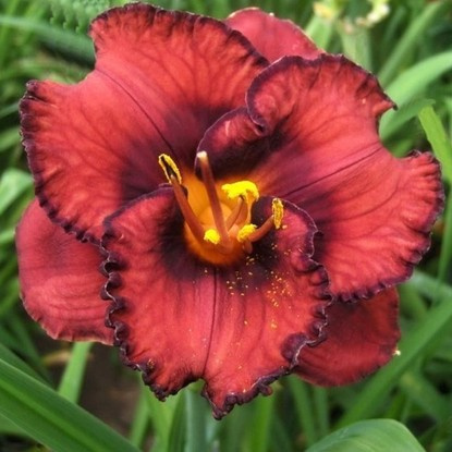 Taglilie Hemerocallis Berrylicious 1 st.