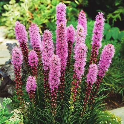 Prachtscharte Liatris Spictata 10 st.