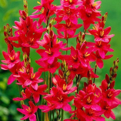 Ixien Klebschwertel Venus 10 st.