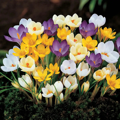 Mischung WOW MIX Krokusse Frühlings 100 st.