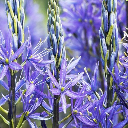 Prärielilien Camassia Quamash 5 st.