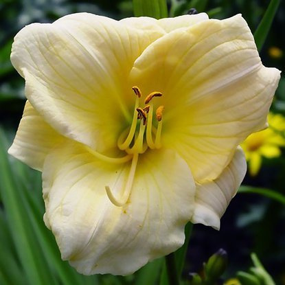 Taglilie Hemerocallis Precious de Oro 1 st.