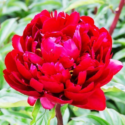 Pfingstrose Gefüllte Päonie  Peter Brandt 1 st.