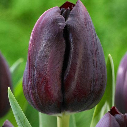 Triumph Tulpe Schwarze 5 st.