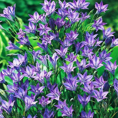 Triteleia Laxa Koningin fabiola 10 st.